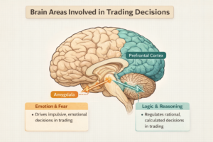 trading psychology brain diagram showing emotional vs rational decision making amygdala and prefrontal cortex